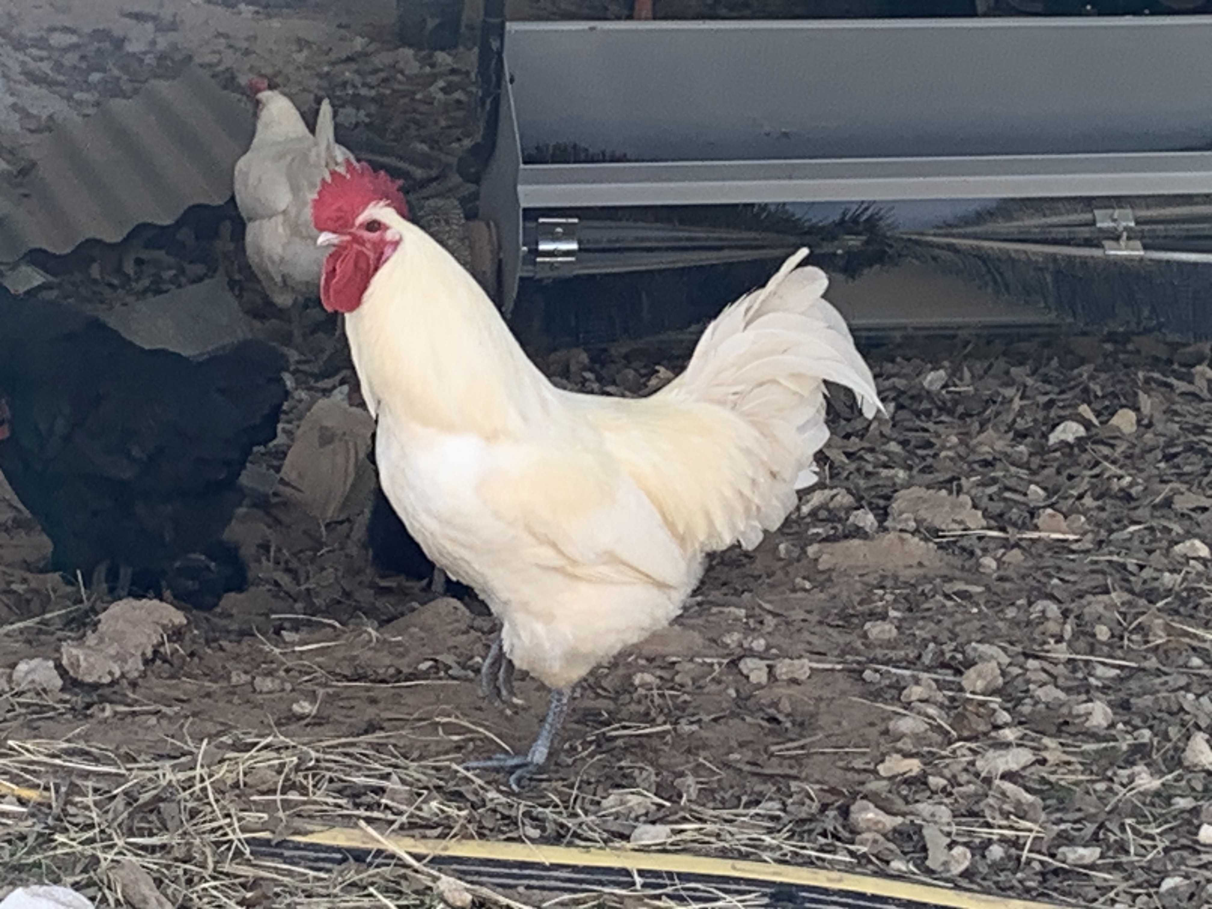 American Bresse Rooster