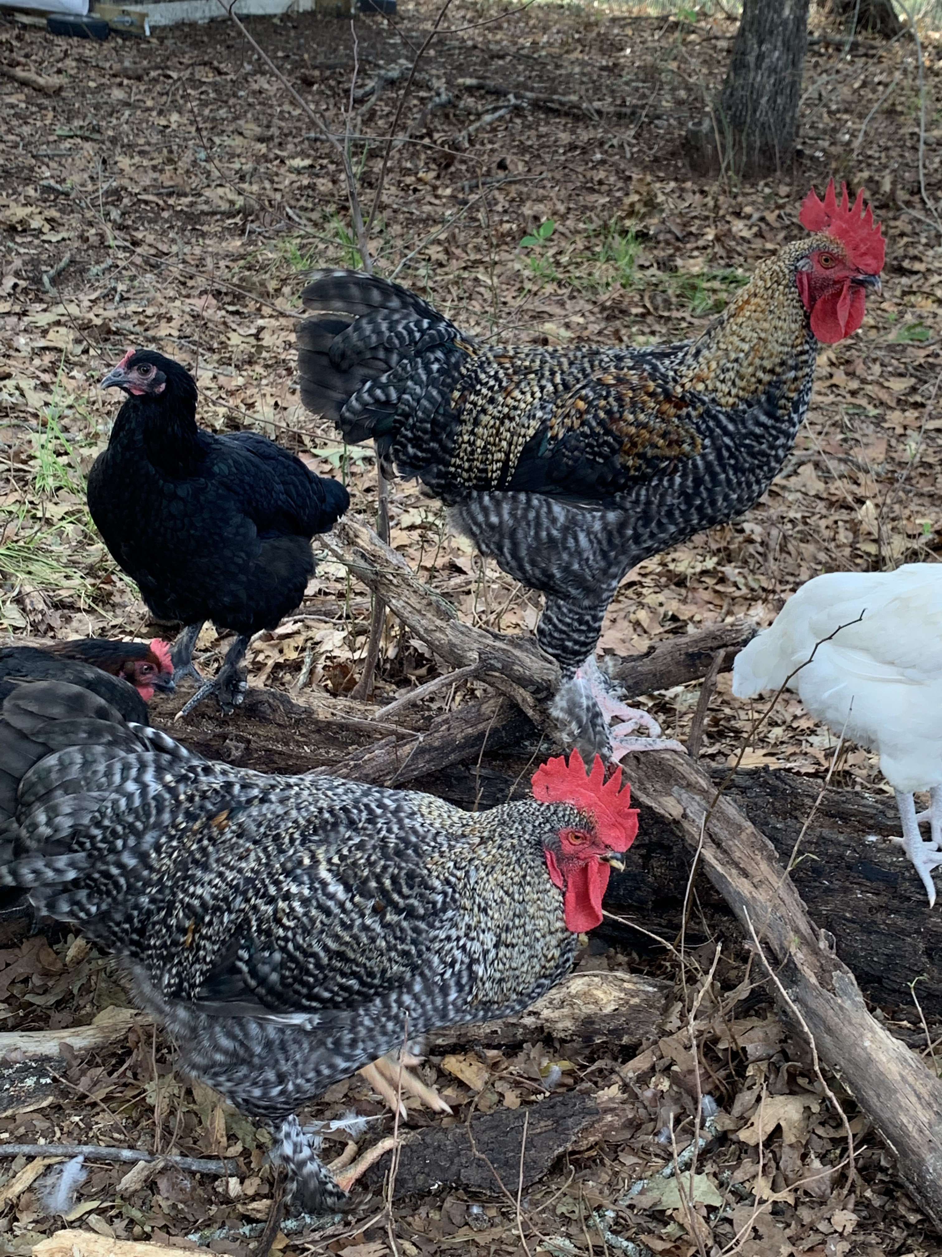 Copper Rock Maran Rooster