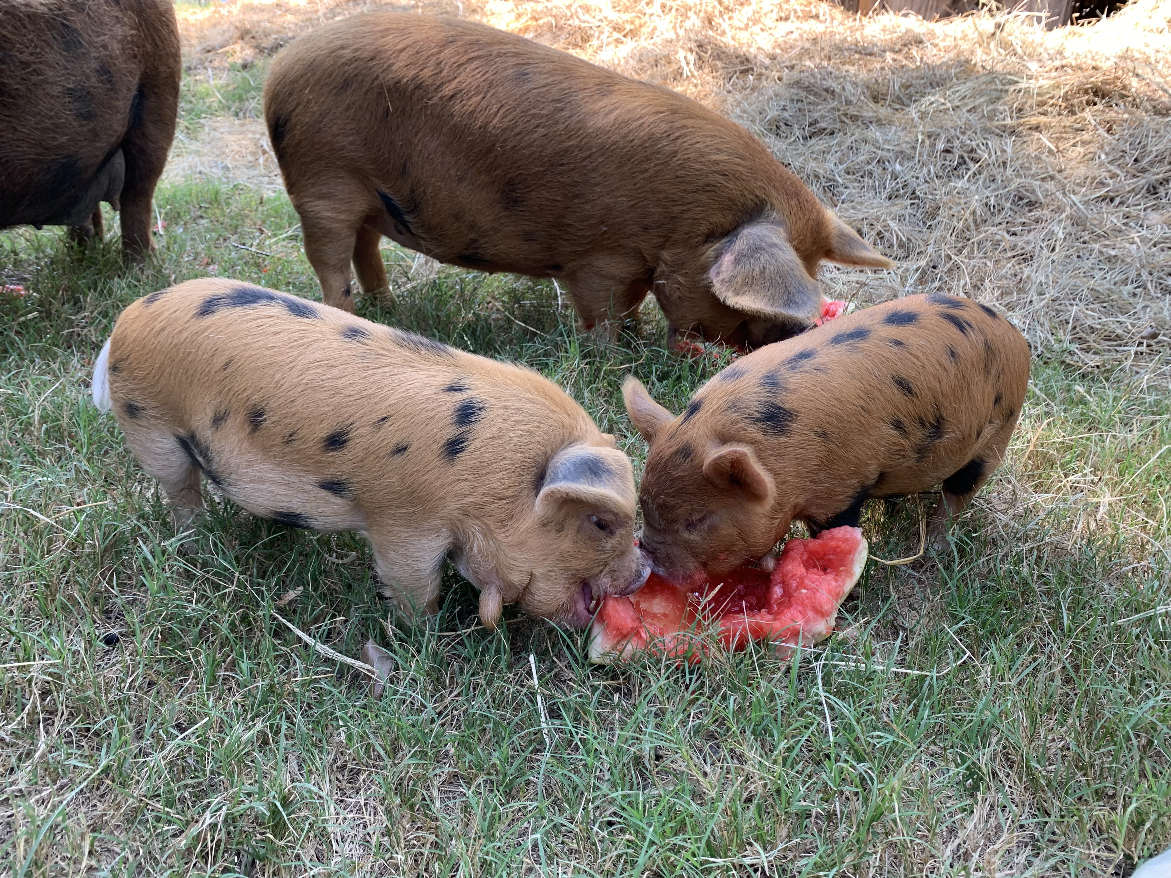 Piglets Eating Watermelon