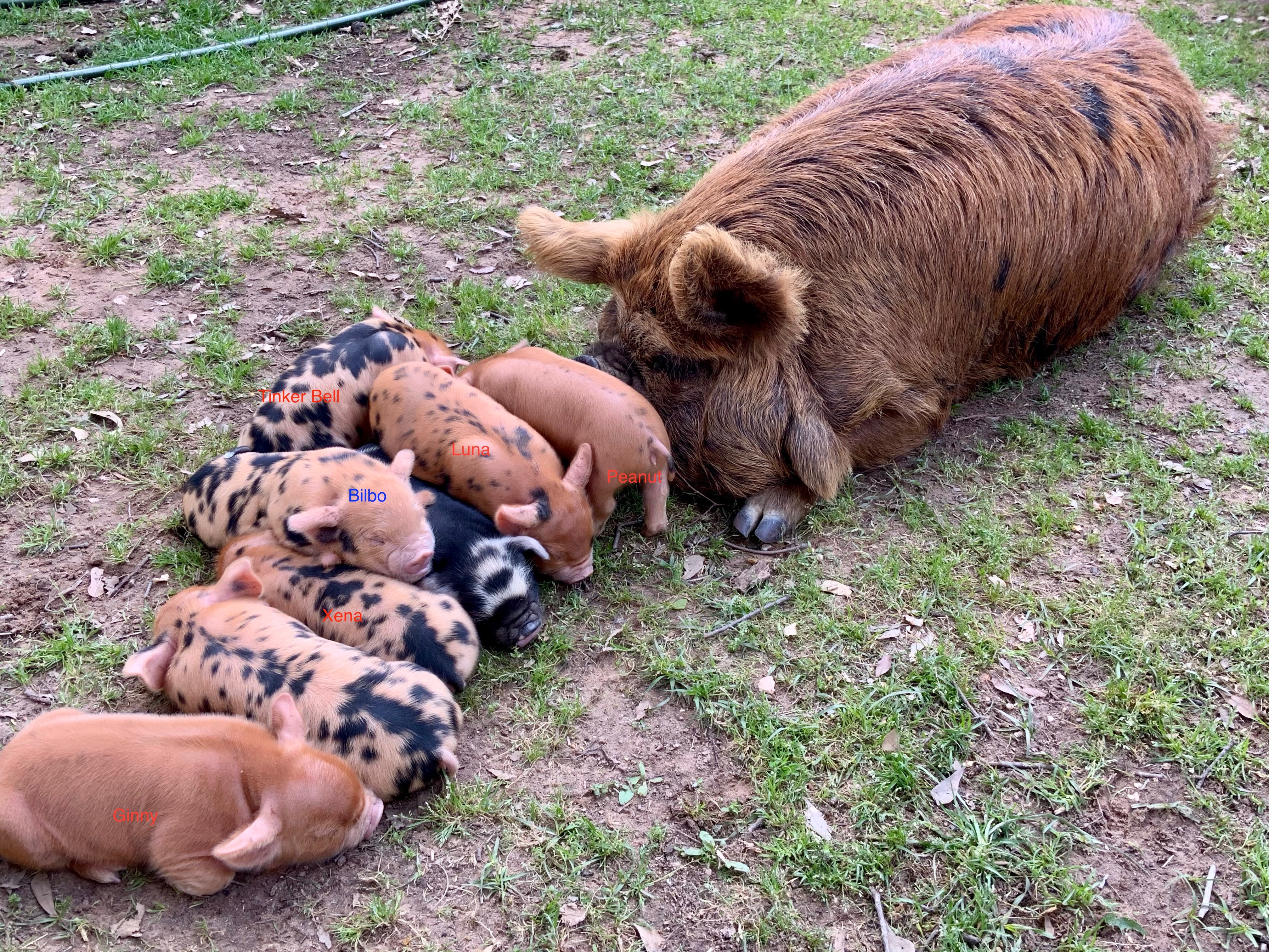 Rosie and Babies