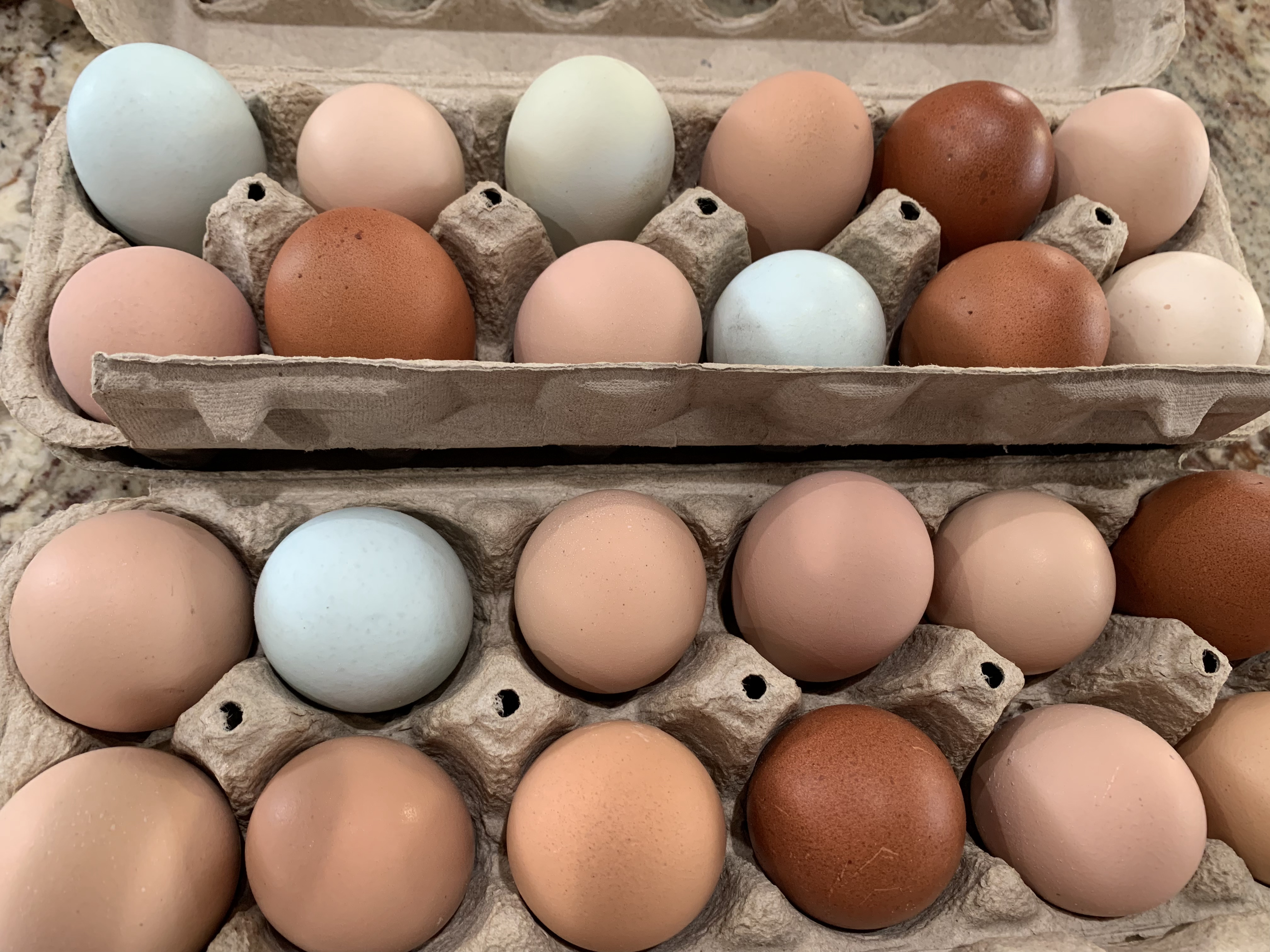 Variety of Eggs in Carton