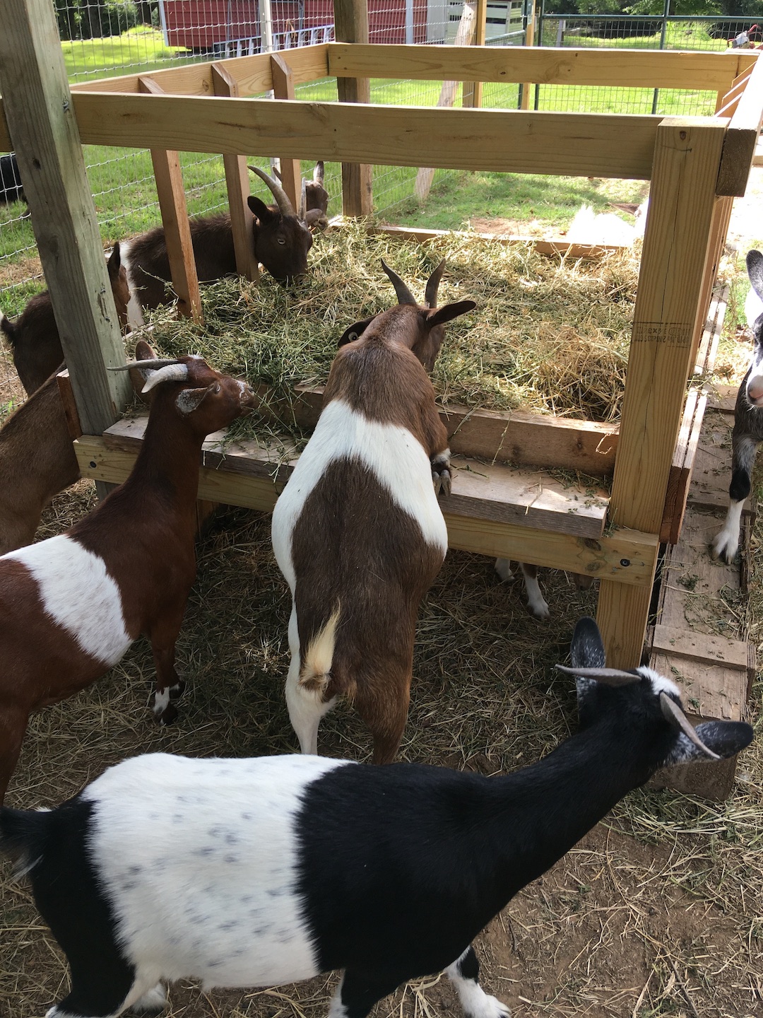 Goats at the Feeder