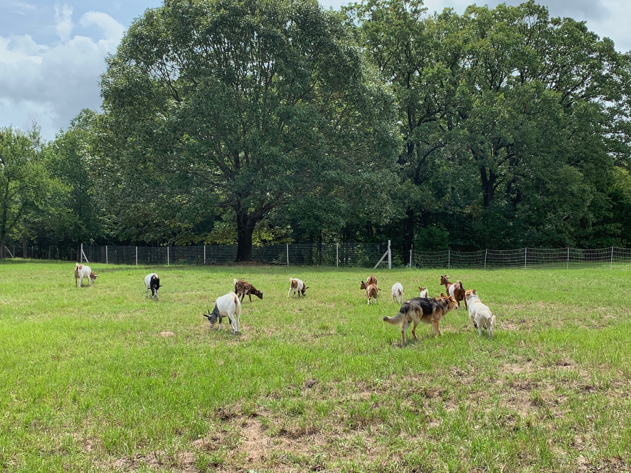 Goats in the Field