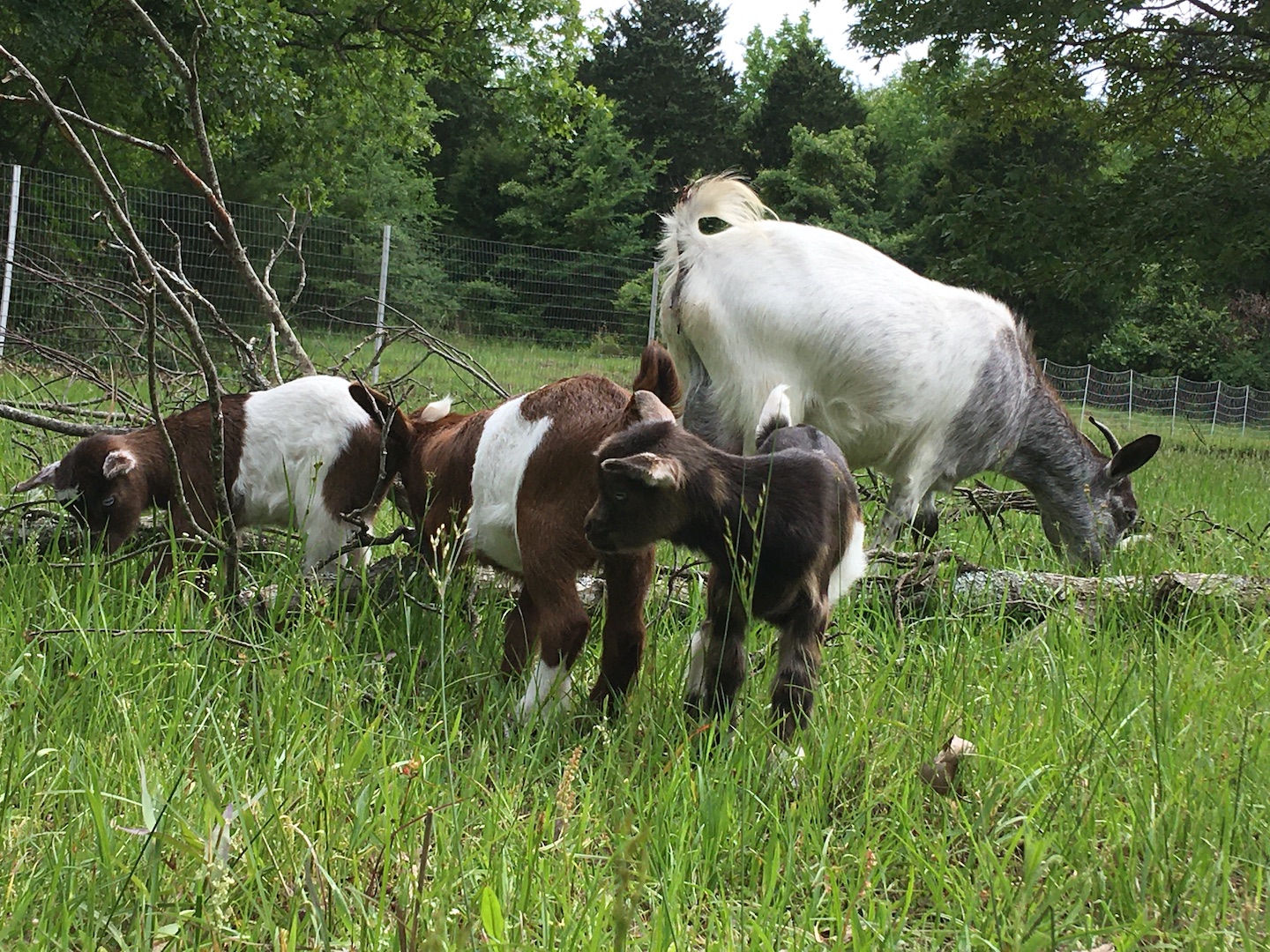 Goats in the Pasture