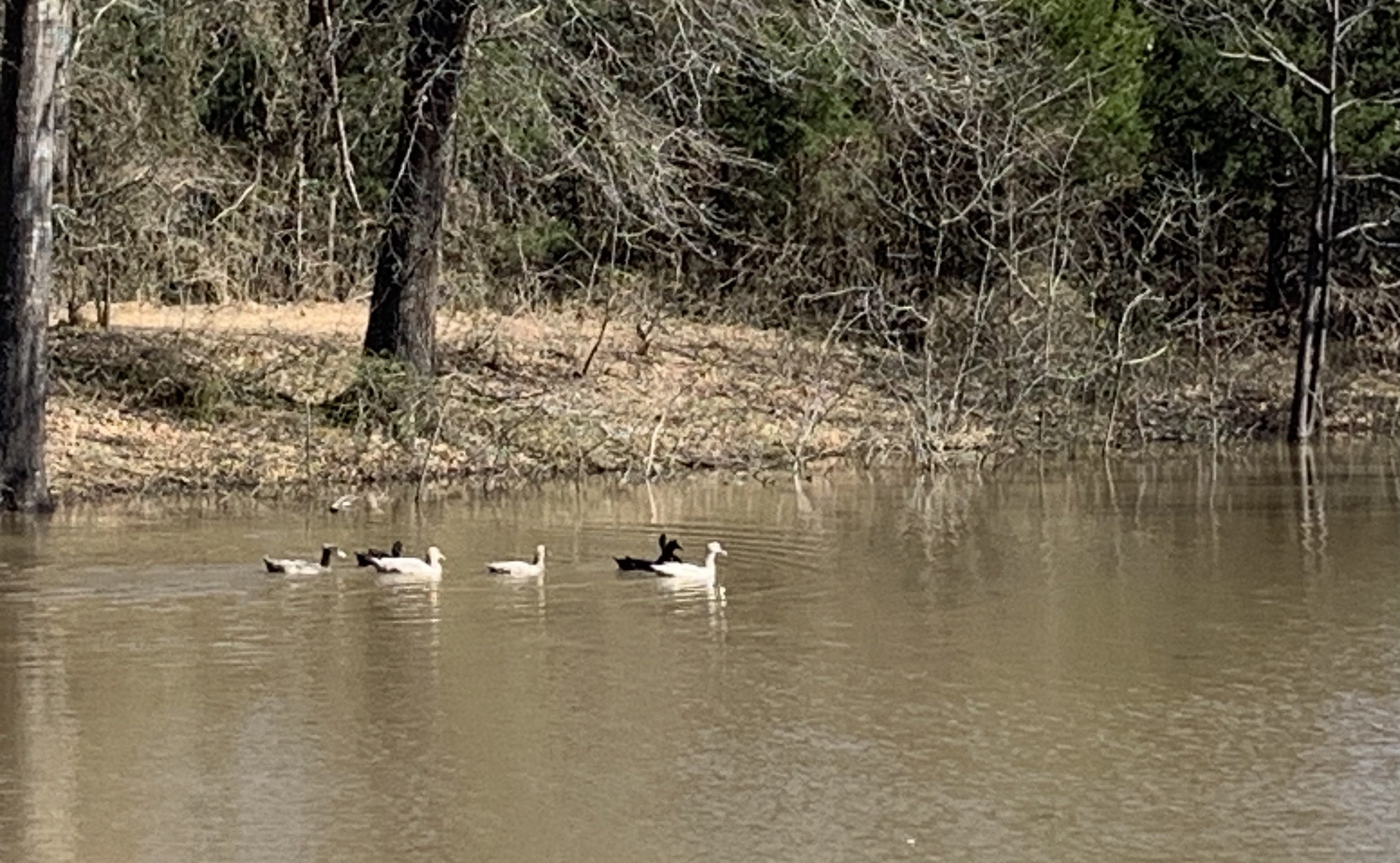 Swimming Ducks